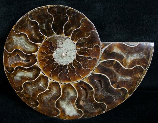 Beautiful Split Ammonite (Half) #6195